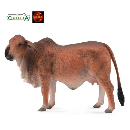 Brahman red cow cattle farm - red,