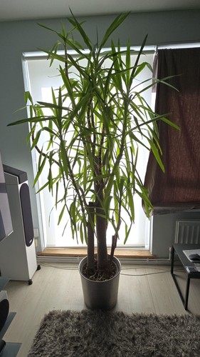 Established tall yukka - established,