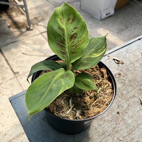 Musa aurea rare - aurea,