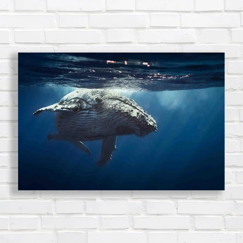 Discover amazing humpback - discover,