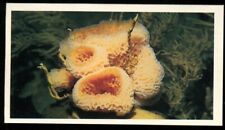 Tobacco Card, Doncella, THE