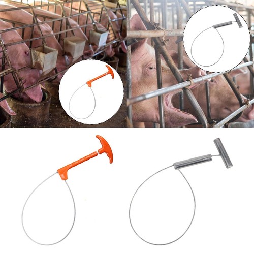 Pig catcher animal - pig,