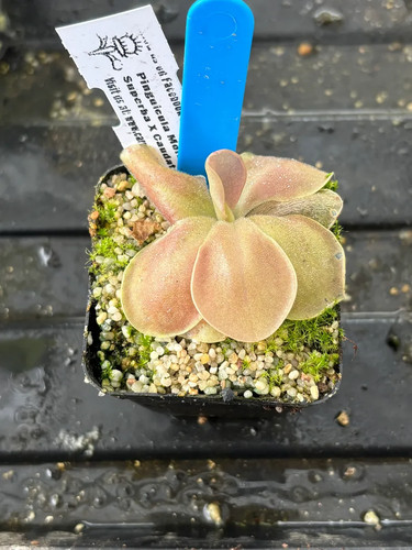 Pinguicula moranensis superba - pinguicula,