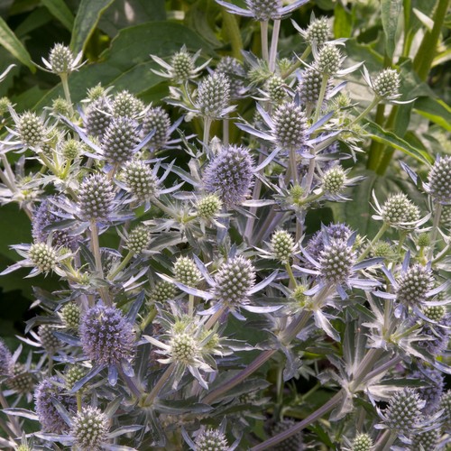 Eryngium blue hobbit - blue,