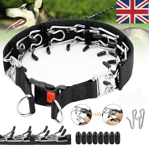 Dog choke collar training - dog,