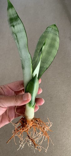 Snake plant sansevieria - snake,