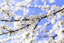 Cherry Prunus Serrulata