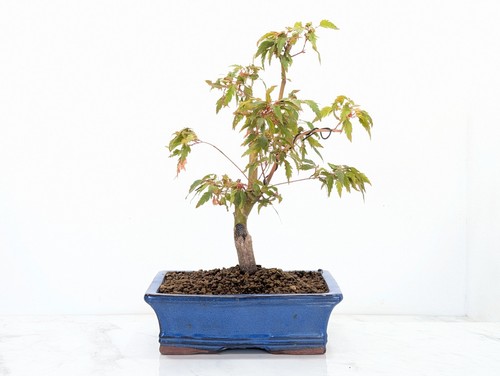 Japanese maple orangeola - maple, '