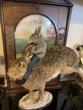Taxidermy Hares “ Dad &