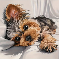 beautiful yorkshire terrier