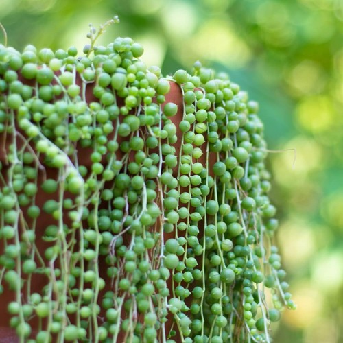 Senecio rowleyanus string - senecio, of