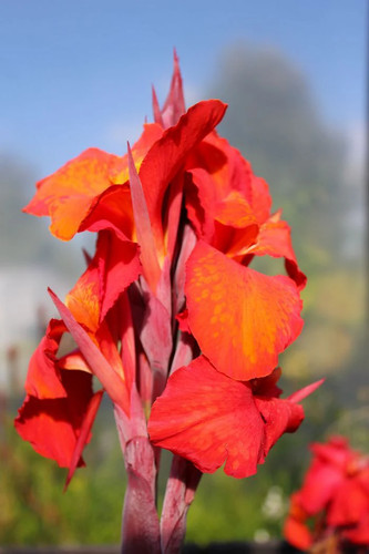 Canna lily eric neubert - lily, 'eric