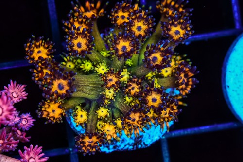 Firecracker goniopora wysiwyg - goniopora,
