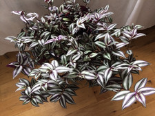 large Tradescantia Zebrina Wandering Jew Houseplant in 58cm hight planter