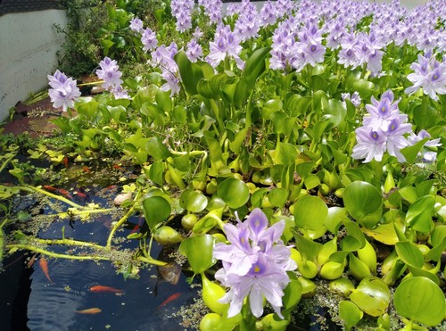 Live water hyacinth - water,