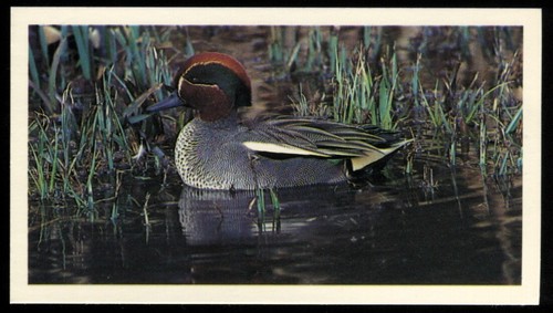 Tobacco card doncella - card,,