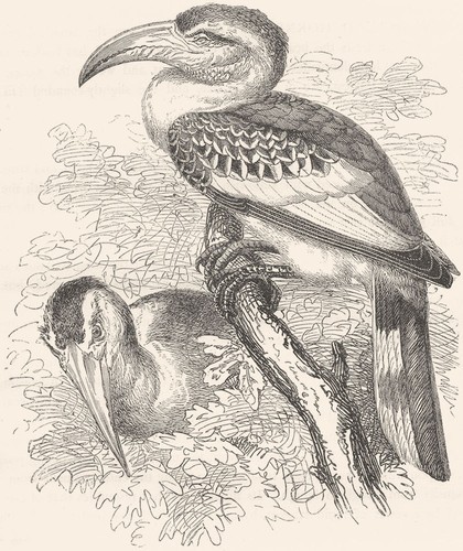 Birds searcher hornbill tok - birds., searcher.