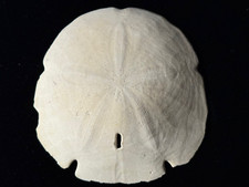 Large Authentic Sand Dollar -