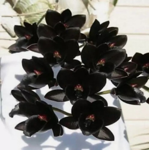 Fdk after dark black - dark, 'black