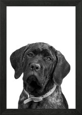 Brindle Mastiff Puppy Framed