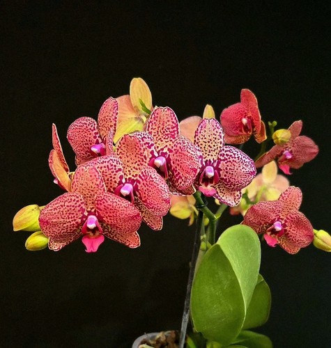Rare phalaenopsis hsin - phalaenopsis, "i-hsin
