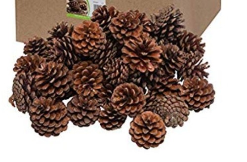 Large pine cones natural - 15,