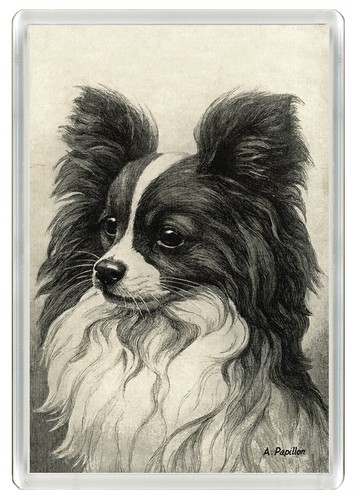 Papillon dog fridge - fridge, magnet
