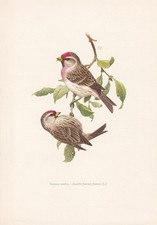 1960 COMMON REDPOLL Bird Print