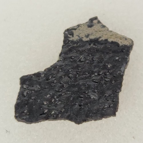 Hadrosaur egg shell fossil - hadrosaur,