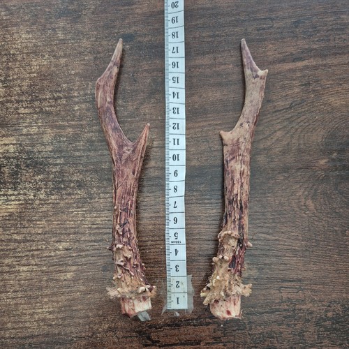 Roe deer antlers for - roe,