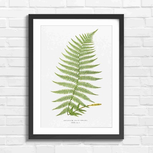 Botanical fern art asplenium - fern,