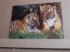 Postcard Tiger cubs  Modern