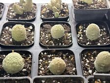 3CM 1PCS Cactus Live Plant Pseudolithos Migiurtinus Beautiful Cactus Rare Cactus