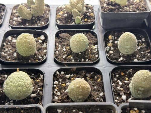 3cm 1pcs cactus live plant - 3cm,