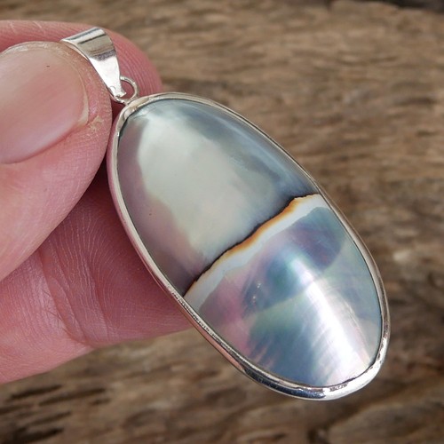 Natural colour nautilus shell - colour,