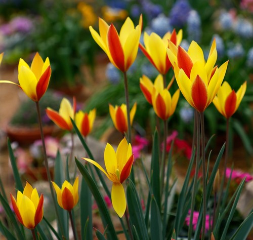 Tulip clusiana chrysantha - 20,