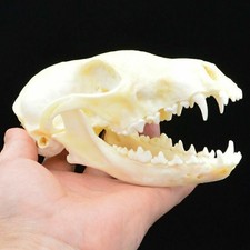 Real Animal Skull Red Fox Skull Real Bone Training the Taxif F7I3 T2M9
