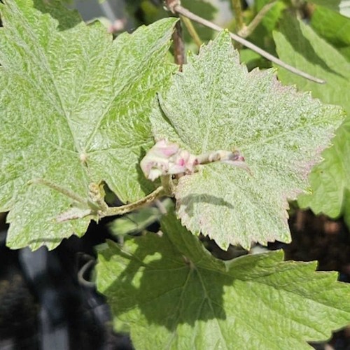 Dusty miller incana - -, grape