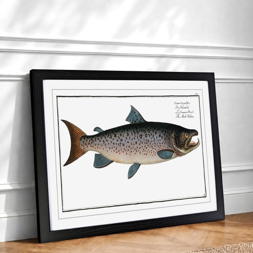 Male salmon fish animal e - male,