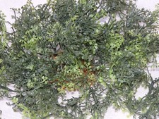 10" wide LARGE GLOSSO Baby