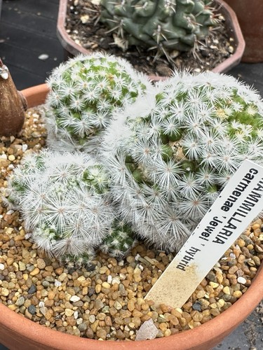 Mammillaria jewel hybrid - mammillaria, ‘jewel’