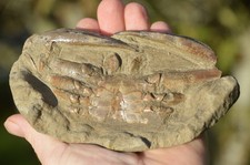 AMAZING  FOSSIL CRAB  in its