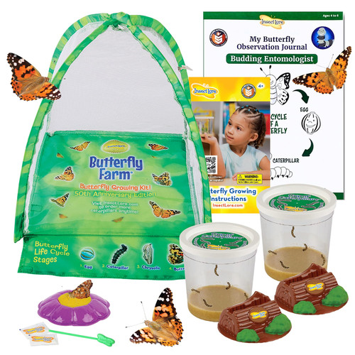 Insect lore live butterfly - insect,