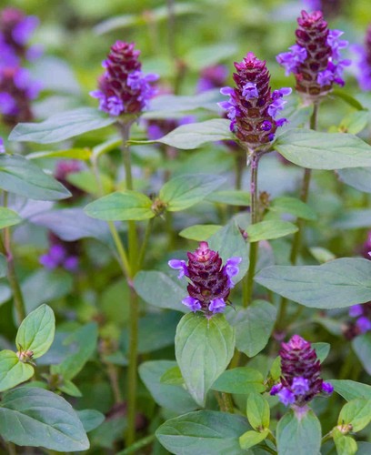 Prunella vulgaris bare rooted - prunella,