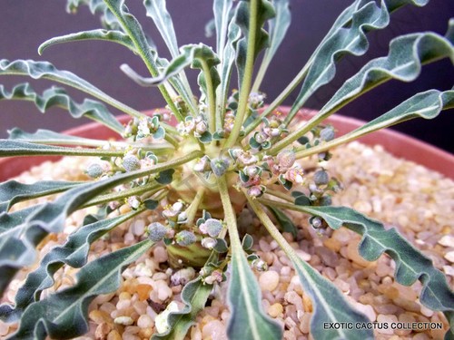 Rare euphorbia hadraumautica - rare,