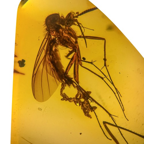 Gnat egg laying burmese - egg, /