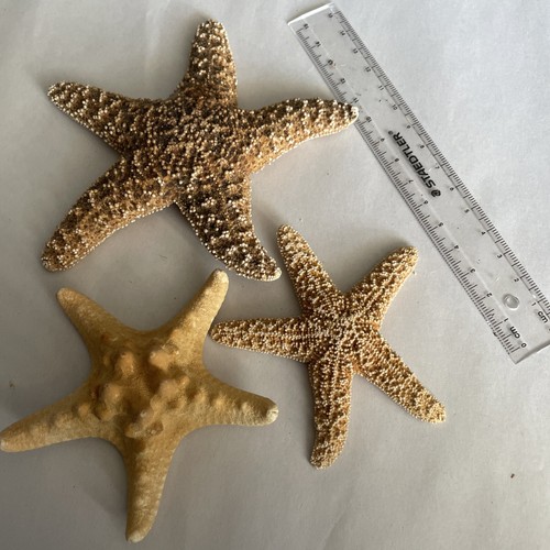 Real dried starfish bundle - real,