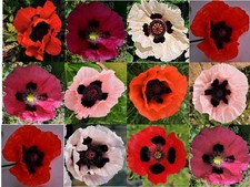 6 PAPAVER ORIENTALE-HYBR. 'DELUXE MIXED' - MEDIUM PLUG PLANTS -HP