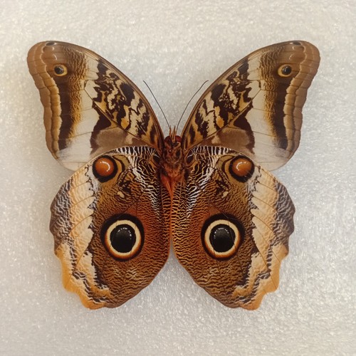 Caligo atreus yellow - caligo, yellow-edged