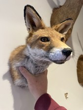 Fabulous Mr Fox Shoulder Mount